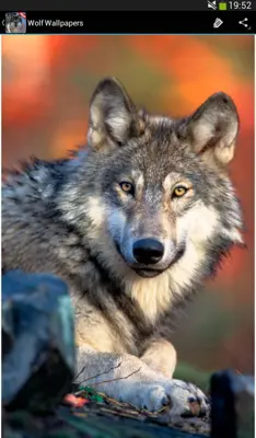 Wolf wallpapers android App screenshot 1