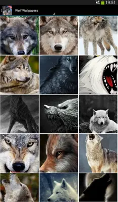 Wolf wallpapers android App screenshot 2